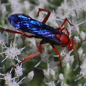 thumbnail for publication: Rusty Spider Wasp (suggested common name) Tachypompilus ferrugineus (Say) (Insecta: Hymenoptera: Pompilidae: Pompilinae)